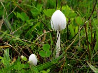 Coprinus niveus 20150830ii