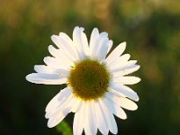 Oxeye Daisy