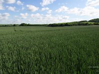 A field of Cordiale Wheat