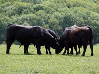 Bullls being bulls