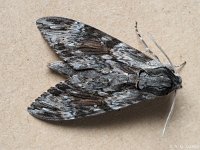 CHM  Convolvulus Hawk Moth