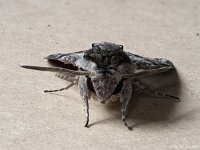 Convolvulus HM  Convolvulus Hawk Moth face on