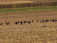 P115001ii  A herd of Fallow Deer