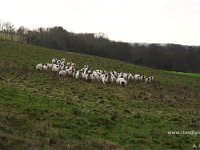 P2020010ii  The gang of Ewes