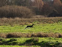 P2030005ii  A Roe Deer  - wet from crossing a ditch