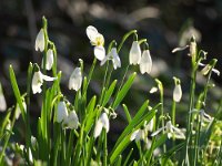 P2030013ii  Snowdrops