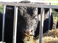 P2230150  Mr Eccles has a munch on some silage