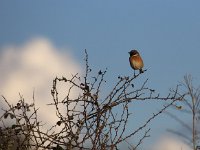 P2230160ii  Stonechat