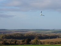 P3040221  Lapwing tumbling in early March morning