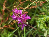 P8203352 Purple Loosestrife