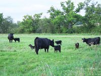P8223595  Evening nursery for calves