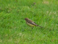 P9295012  Yellow Wagtail