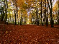 PB155471  Autumn Wood