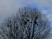 PB155506  Mistletoe (and a cormorant)