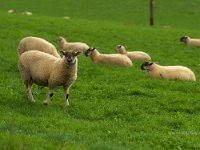 lamb  Post weaning