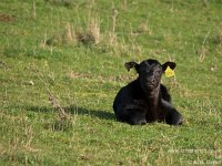 4 day old bull calf Raanan