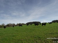 Autumn calvers in March