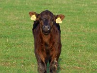 Bull Calf 968 Fell Goodwin