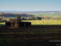 Cattle Feeding