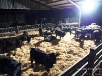 Clean pen for bulls