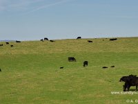 Early March grazing