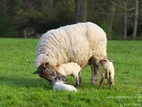 Easter lambs