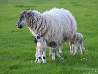 First lambs 20170412