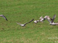 Gulls