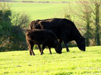 Heifer Calf 929 Pride