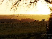 P4016622  Cattle at Sunset 01 04 2017