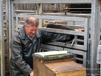 P4176799  Jim Barber back scanning yearling bulls April 2017