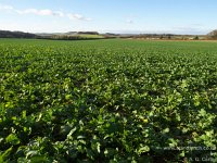 PC152637  OSR in December