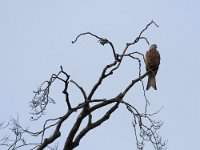 Red kite