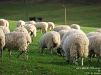 Sheep with an early bite