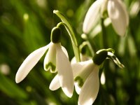 Snowdrops