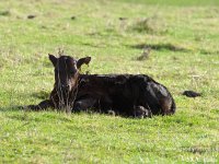 Sunbathing heifer calf 959 Belle Lassie