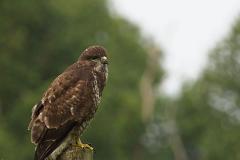 Buzzard 2020919