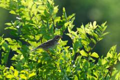 Corn Bunting