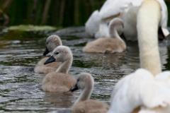 Cynets