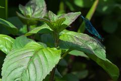 Damselfly