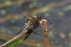 Four-spot Chaser 20200607