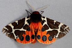 Garden Tiger 20200618