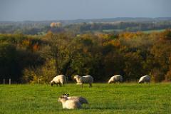 Lamb in autumn