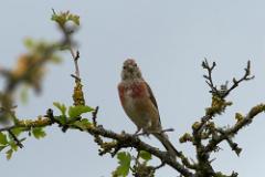 Linnet 20200607