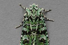 Merveille du Jour