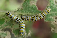 Mullein moth caterpillars 1