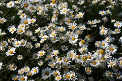 Oxeye Daisy 20200601