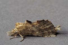 Pale Prominent 20200719