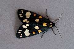 Scarlet Tiger 20200626