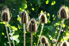 Teazels revisited